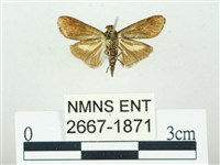 叉紋閃舞蛾藏品圖，第2張