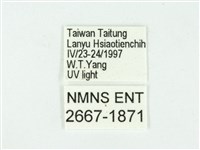 叉紋閃舞蛾藏品圖，第3張