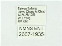 叉紋閃舞蛾藏品圖，第3張