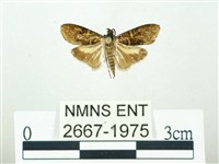 叉紋閃舞蛾藏品圖，第1張