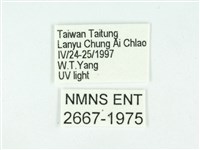 叉紋閃舞蛾藏品圖，第3張