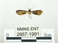 叉紋閃舞蛾藏品圖，第1張