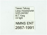 叉紋閃舞蛾藏品圖，第3張