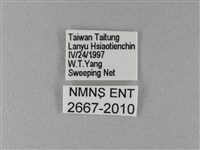 黑脈樺斑蝶藏品圖，第3張