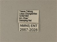 大白斑蝶藏品圖，第3張