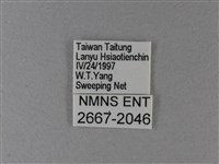 黑脈樺斑蝶藏品圖，第3張