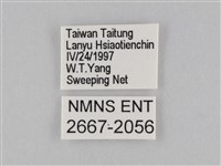 小波眼蝶藏品圖，第3張