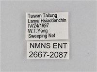 小波眼蝶藏品圖，第3張