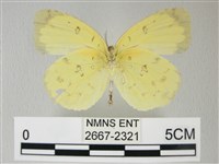 荷氏黃蝶藏品圖，第2張