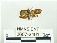 叉紋閃舞蛾藏品圖，第2張