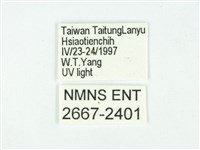 叉紋閃舞蛾藏品圖，第3張