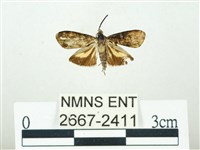 叉紋閃舞蛾藏品圖，第1張