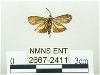 叉紋閃舞蛾藏品圖，第2張