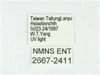 叉紋閃舞蛾藏品圖，第3張