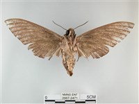 霜天蛾藏品圖，第2張