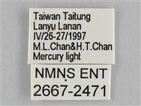 霜天蛾藏品圖，第3張