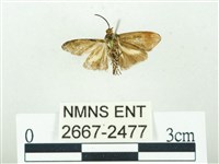 叉紋閃舞蛾藏品圖，第2張