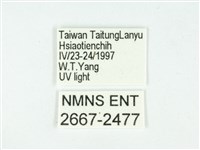 叉紋閃舞蛾藏品圖，第3張