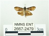 叉紋閃舞蛾藏品圖，第1張