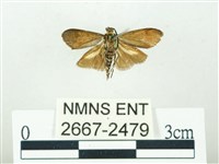 叉紋閃舞蛾藏品圖，第2張