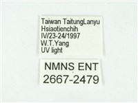 叉紋閃舞蛾藏品圖，第3張