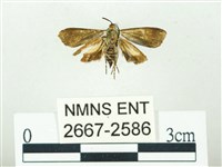 叉紋閃舞蛾藏品圖，第2張