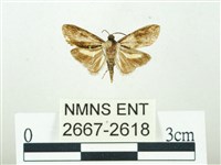 叉紋閃舞蛾藏品圖，第1張