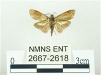 叉紋閃舞蛾藏品圖，第2張