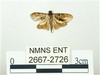 叉紋閃舞蛾藏品圖，第1張