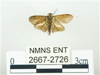 叉紋閃舞蛾藏品圖，第2張