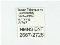 叉紋閃舞蛾藏品圖，第3張