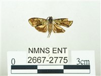 叉紋閃舞蛾藏品圖，第1張