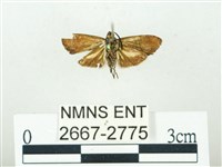 叉紋閃舞蛾藏品圖，第2張