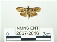 叉紋閃舞蛾藏品圖，第1張