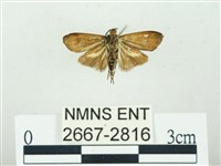 叉紋閃舞蛾藏品圖，第2張