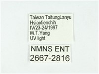 叉紋閃舞蛾藏品圖，第3張