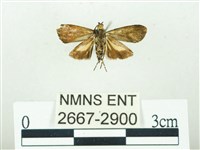 叉紋閃舞蛾藏品圖，第2張