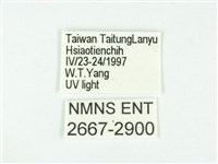 叉紋閃舞蛾藏品圖，第3張