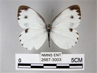 緣點白粉蝶藏品圖，第1張