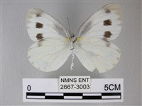 緣點白粉蝶藏品圖，第2張