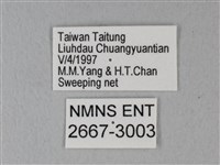 緣點白粉蝶藏品圖，第3張