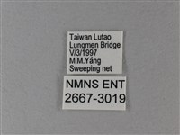 黑脈樺斑蝶藏品圖，第3張