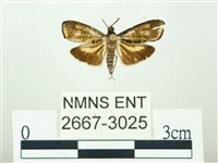 叉紋閃舞蛾藏品圖，第1張