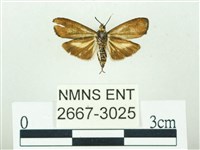 叉紋閃舞蛾藏品圖，第2張