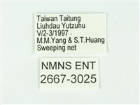 叉紋閃舞蛾藏品圖，第3張