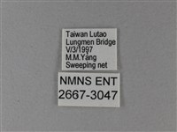 黑脈樺斑蝶藏品圖，第3張