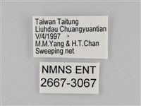 密紋波眼蝶藏品圖，第3張