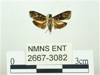 叉紋閃舞蛾藏品圖，第1張