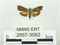 叉紋閃舞蛾藏品圖，第2張