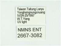 叉紋閃舞蛾藏品圖，第3張